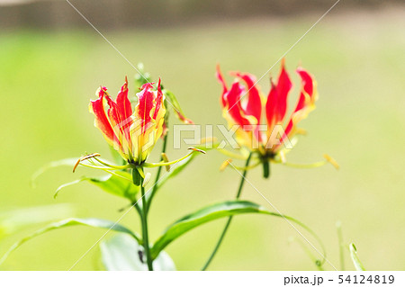 オレンジ色のグロリオサの花 オレンジ色のグロリオサの花 54124819