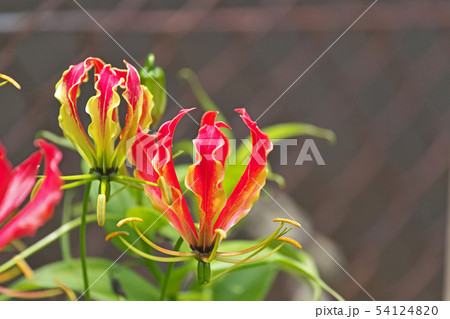 オレンジ色のグロリオサの花 オレンジ色のグロリオサの花 54124820
