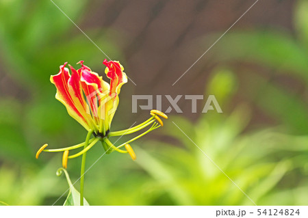 オレンジ色のグロリオサの花 オレンジ色のグロリオサの花 54124824