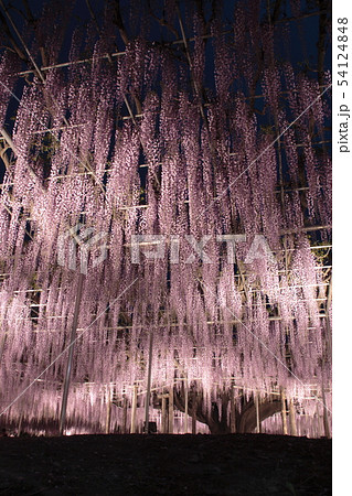 あしかがフラワーパーク：大藤のライトアップ 54124848