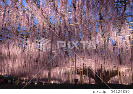 夕方のあしかがフラワーパーク：大藤のライトアップ 54124850