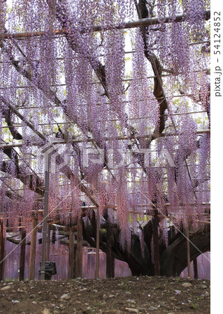 夕方のあしかがフラワーパーク：大藤のライトアップ 54124852