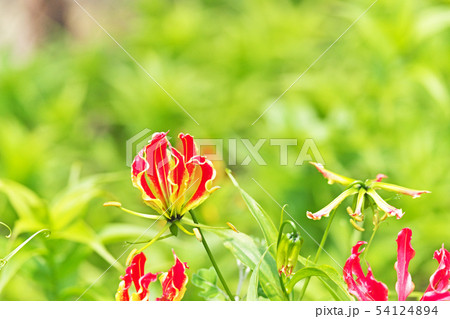 オレンジ色のグロリオサの花 54124894