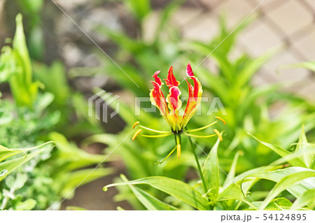 オレンジ色のグロリオサの花 54124895