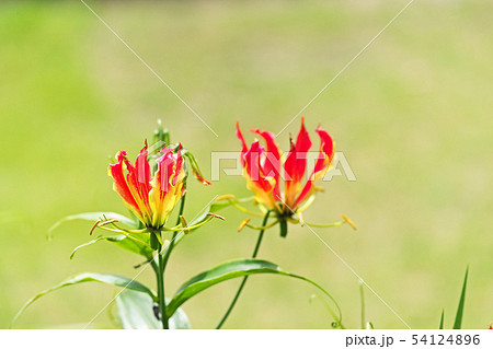 オレンジ色のグロリオサの花 54124896
