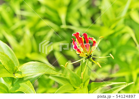 オレンジ色のグロリオサの花 54124897