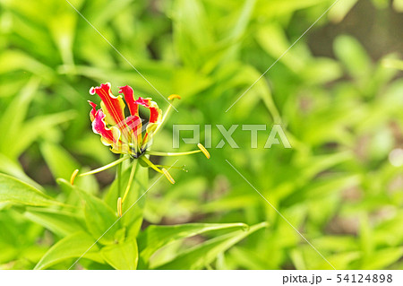 オレンジ色のグロリオサの花 54124898