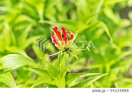 オレンジ色のグロリオサの花 54124899