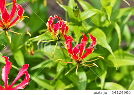 オレンジ色のグロリオサの花 54124900