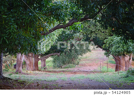 An Arched Avenue Of Old Mango Trees An Arched Avenue Of Old Mango Trees 54124905