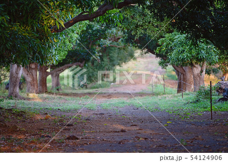 An Arched Avenue Of Old Mango Trees 54124906