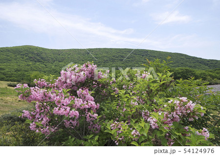 吾妻山 初夏 原池 小坊主 タニウツギ 吾妻山 初夏 原池 小坊主 タニウツギ 54124976