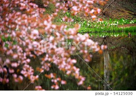 湿原の花達30 54125030