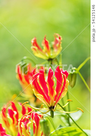 オレンジ色のグロリオサの花の写真素材