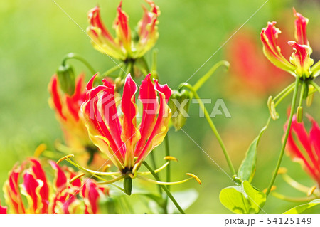 オレンジ色のグロリオサの花 オレンジ色のグロリオサの花 54125149