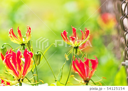 オレンジ色のグロリオサの花 54125154