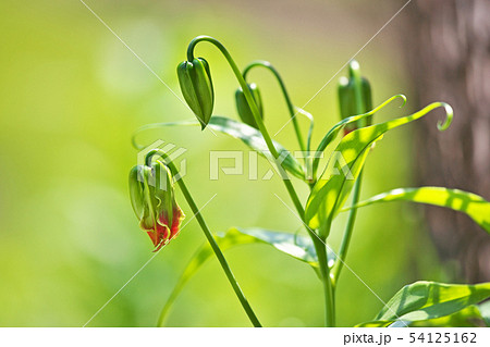 まだ緑色のグロリオサの蕾 54125162