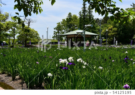 ハナショウブ　花しょうぶ　花菖蒲 54125195