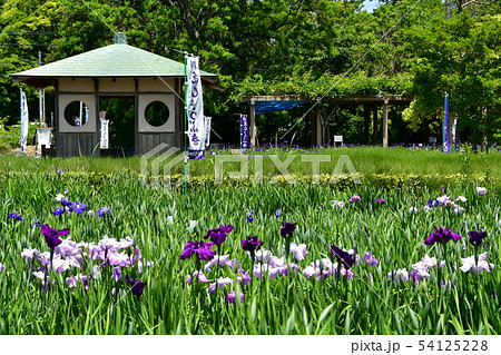 ハナショウブ 花しょうぶ 花菖蒲 ハナショウブ 花しょうぶ 花菖蒲 54125228