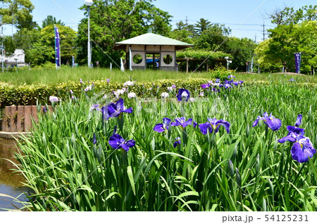 ハナショウブ 花しょうぶ 花菖蒲 ハナショウブ 花しょうぶ 花菖蒲 54125231