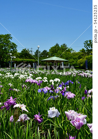 ハナショウブ 花しょうぶ 花菖蒲 ハナショウブ 花しょうぶ 花菖蒲 54125235