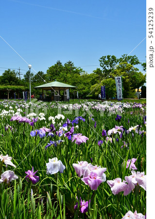 ハナショウブ 花しょうぶ 花菖蒲 ハナショウブ 花しょうぶ 花菖蒲 54125239