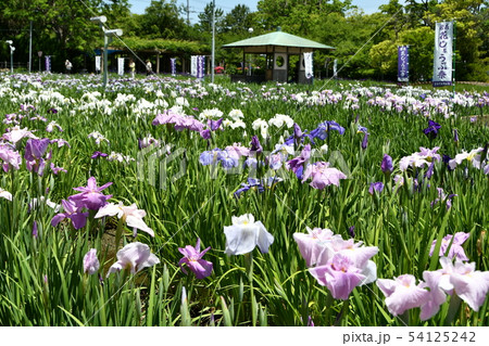 ハナショウブ 花しょうぶ 花菖蒲 ハナショウブ 花しょうぶ 花菖蒲 54125242
