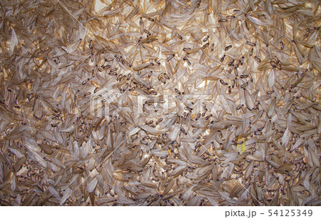 mayfly. mayfly. 54125349