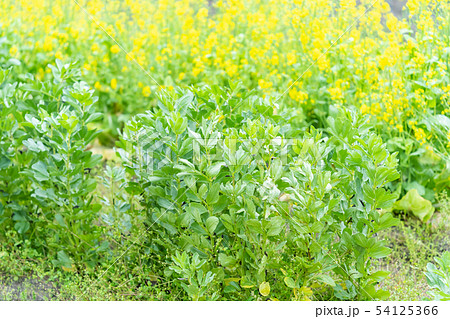 ソラマメ 蚕豆 ソラマメ 蚕豆 54125366