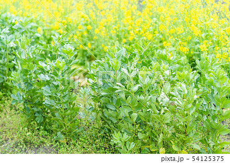 ソラマメ　蚕豆 54125375