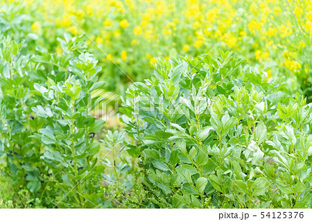 ソラマメ　蚕豆 54125376