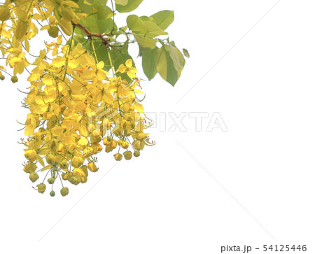 Golden Flowers 54125446