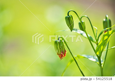 まだ緑色のグロリオサの蕾 まだ緑色のグロリオサの蕾 54125518