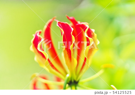 オレンジ色のグロリオサの花 54125525