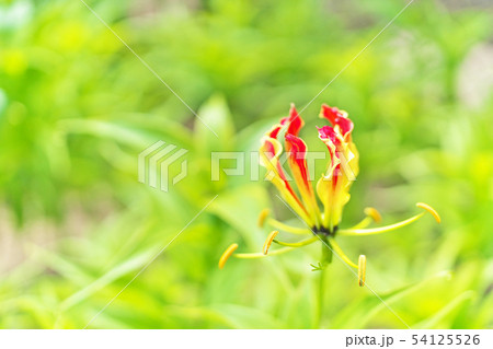 オレンジ色のグロリオサの花 オレンジ色のグロリオサの花 54125526