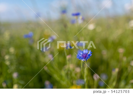 Blooming Cornflowers, Centaurea Cyanus Blooming Cornflowers, Centaurea Cyanus 54125703