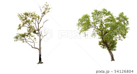 Isolate green tree. Isolate green tree. 54126804