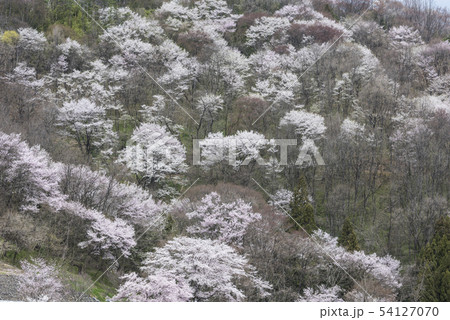 桜仙峡の山桜群の写真素材