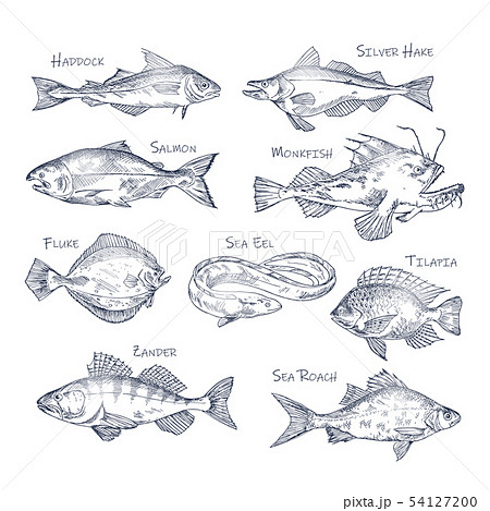 Set of isolated river and ocean fish sketches 54127200
