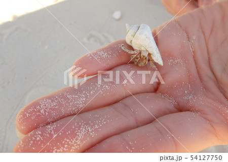 夏のイメージ　砂浜のヤドカリ　 54127750