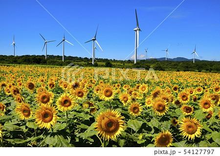 布引高原のひまわり畑と風車の写真素材