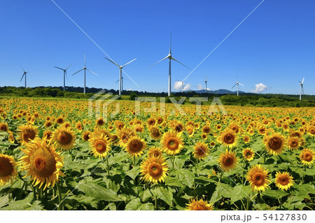 布引高原のひまわり畑と風車 54127830