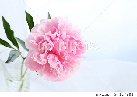芍薬の切り花の写真素材