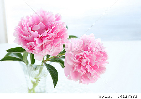 芍薬の切り花の写真素材 芍薬の切り花の写真素材