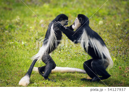 Two Mantled guereza monkeys fighting in grass 54127937