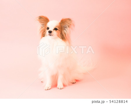 お座りしたパピヨン お座りしたパピヨン 54128814