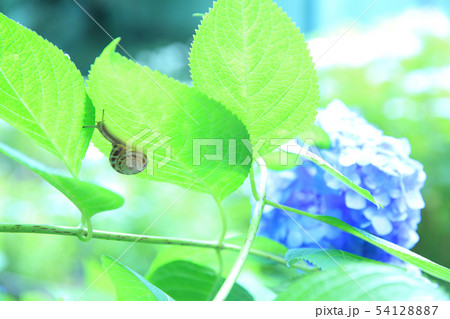 紫陽花とカタツムリ 紫陽花とカタツムリ 54128887