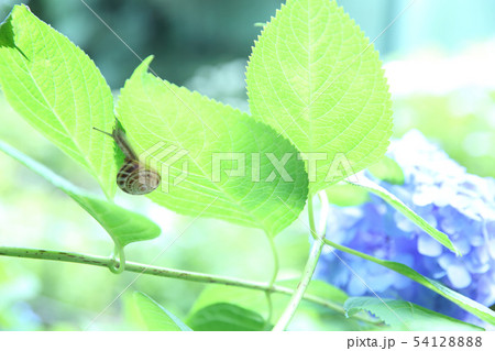 紫陽花とカタツムリ 54128888