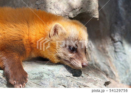 ホンドテン 54129756