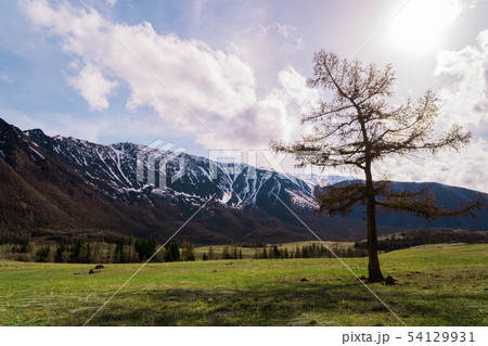 incredible landscape of a tree standing on the background of the peaks of the Altai mountains and 54129931